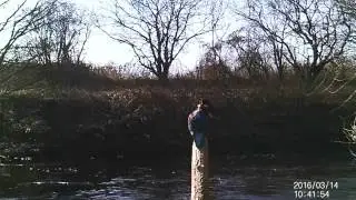 2. Male Kingfisher on perch and catches a fish
