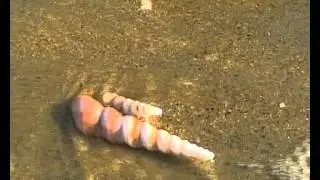Turritella attenuata
