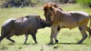 The Lion Fears the Tusk!#zoon#sora#ChatGPT#openai#armadillo#python