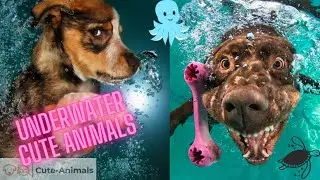 Animales Bonitos Bajo El Agua | El Secretos De Animales