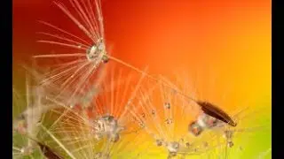 The seed theory