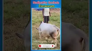 Nadipathy Goshala Bulls #viral #uae #yt #miniature #hindi #reels #animals #dubai #india #desicow