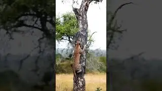 African Leopard Climbing Tree 😲 OMG  #wildlife #animals #nature