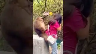 Monkey Attack On Girl 😱 #shorts #puchkudi #ytshorts