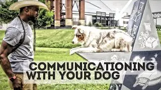 Do Your Dog Trust You (Communicating With Your Dog)