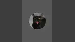 A vida dos gatos. est&aacute; ao vivo!