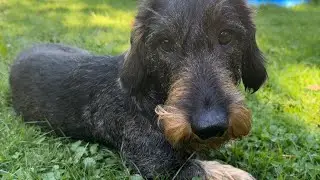Funny things to know before getting a Dachshund #TeddyTheDachshund