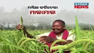 Special News: Farmer Becomes Crorepati By Cultivating Millet In Odisha | Inspiring Success