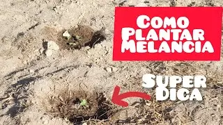 como plantar melancia ,de forma orgânica