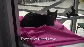 Humane Society of Genesee County - Video Invitation