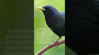 меняет цвет  \  changes color