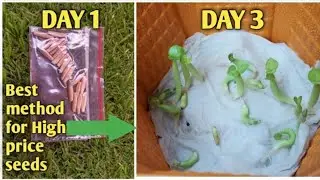 How to grow adenium seeds with High success rate|| Best method to grow Adenium seeds for Beginners