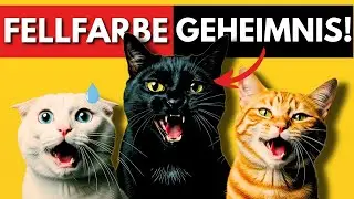 Was die Fellfarbe deiner Katze über sie aussagt – ohne dass du es merkst