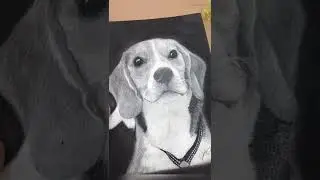 Hyper Realistic Dog💕 🦮| #shorts #pencilsketch #hyperrealistic #dog #dogs #art