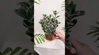 Бересклет в #сфагнумфускум #бересклет #plants #sphagnum_eco #растениядома #растения #houseplants
