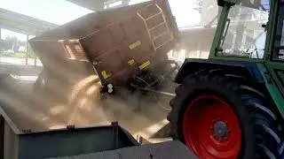 Sprzedaż pszenicy - rozładunek na wywrotnicy. Autosan D35 i D47