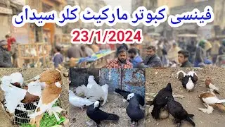 Fancy Kabootar Market | Latest Update Fancy Pigeon Market Price | Kallar Syedan Mandi | 23/1/2024 !