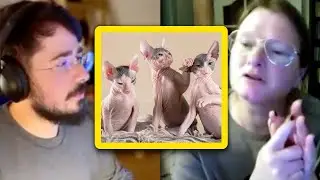 Being a SPHYNX cat BREEDER