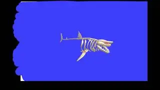 thanks 500 subs for skeleton shark shark bite download link (read desc)