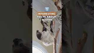 Top 5 Sloth Secrets Every Animal Lover Needs to Know