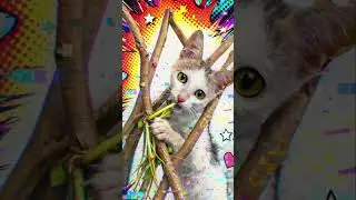 enaaa meenaa dekaaa💃💃💃 #cat #catfunny #funny #ytshorts #ytshort #explore #fyp