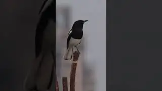 birds sound | magpie bird singing | Birds of feather #birds #amazing #nature