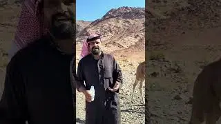 معلومة نادرة  قد تكون اول مرة تسمعها الفرق بين الذلول والحمراء