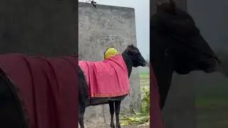 Ox Races in Punjab | live ox Race Today |