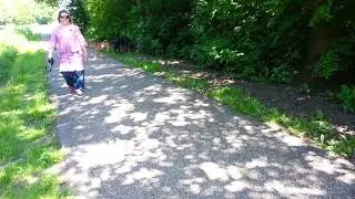 Rex #rottweiler  playing with other dogs on 20130602 145458