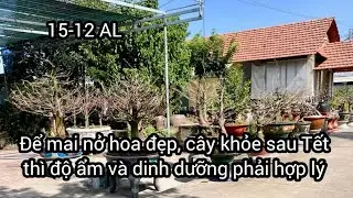 Để cây mai nở hoa đẹp, cây khỏe sau Tết, thì độ ẩm và dinh dưỡng phải hợp lý 