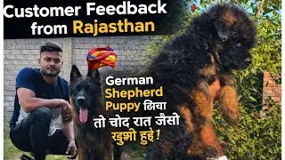 Rajasthan Customer&rsquo;s Honest Feedback ❤️ German Shepherd Puppy