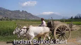 Bullock Cart |Indian|Moving|Village|Think sound effect|Movement