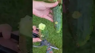 Harvesting squirrel eaten cucumbers from my vegetable garden