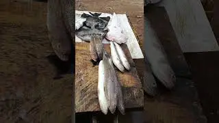 bismi fish