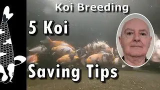 Will You Regret Not Following These 5 Koi Care Tips?