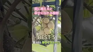 庭に植えると幸せになる植物ベスト5 #キウイフルーツ #家庭菜園 #幸せ