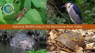 National Wildlife Day 2020