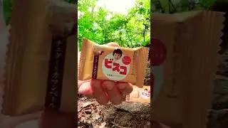 【Biscuit】This is JAPAN !!! #shorts 【Snack on TOKYO】Bisco