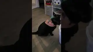Poe, The Cat, goes Steampunk