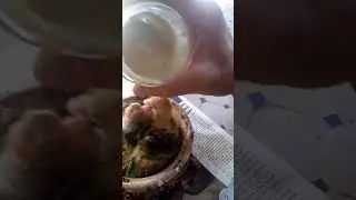 Nourrir les bébés pigeon Galati à la main EAM