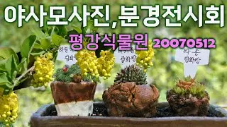 평강식물원 2007 5 12,  야생화 가득핀 현장에서 야생화 사진전과 분경 전시회를 개최하였던 기록영상.