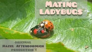 Ladybugs mating. A humorous Hazel Attenborough production. 