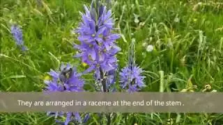 Camassia quamash (common camas) }/ Blue flowers  #18#