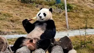 여기 겨울 죽순도 맛있다... | 12월 30일 멘양 판다 기지