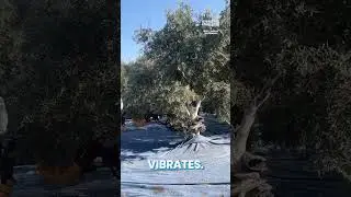 Использовали бы вы оливковую мельницу для сбора урожая?
