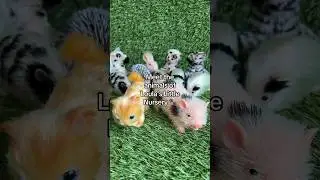 All of our silicone animals🤎 #animals #babyanimals #piglet #kittens #guineapig #pony #puppy #pig