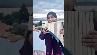 LA PALOMA #panflute #zampo&ntilde;a #quenacho #quena #nativeflutes #livemusic
