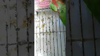 #shorts#rawtota Alexa raw parrot feathers/beautiful feathers of ringneck raw parrot