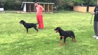 Dresura pasa - rotvajler  (Dog dressing - Rottweiler Dog)