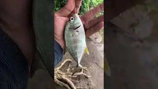 Ternyata baby GT lebih respon ke umpan ini daripada yang mahal 🤔#fishing #mancing #casting #shorts
